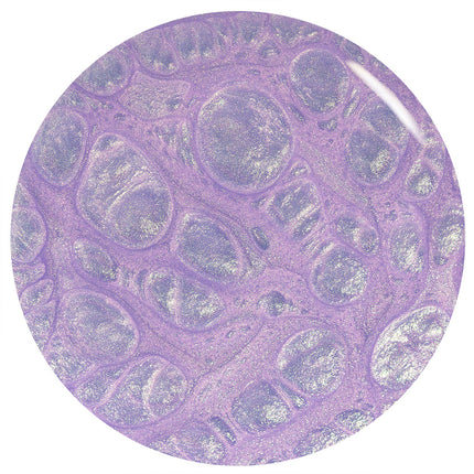 ORLY Rollin With My Homies