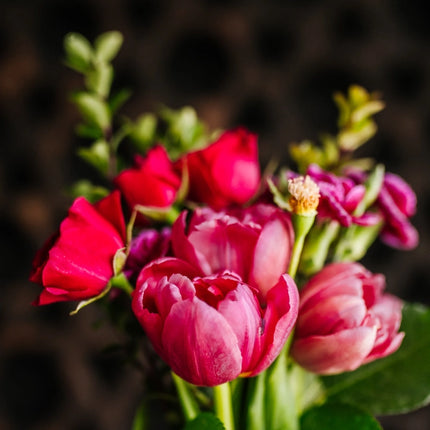 Viori Moisturizing Shampoo Bar - Terrace Garden | For Dry Scalp